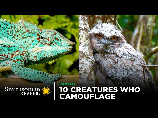 10 Creatures Who Are Camouflage Masters  Smithsonian Channel