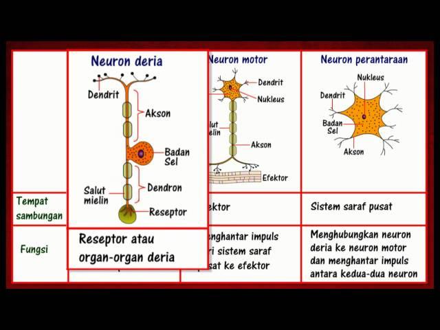 [2.2] Neuron