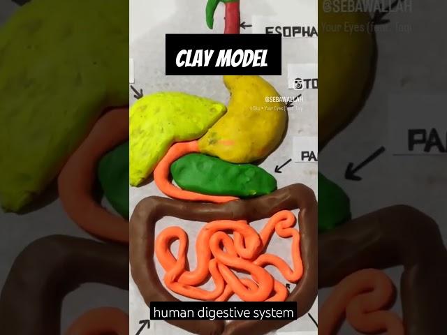 Clay model of human digestive system