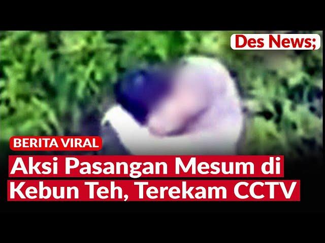 Viral, Aksi Pasangan Mesum di Tengah Kebun Teh Kemuning Karanganyar, Tak Segaja Terekam CCTV.