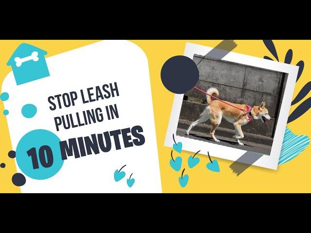 How to Stop Leash Pulling in 10 Minutes: Solid K9 Training