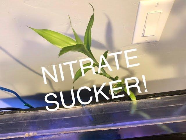 EASY NITRATE REMOVAL