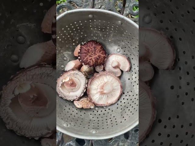 How we grow shiitake mushrooms in our backyard garden!  #growyourownfood #urbanhomesteading