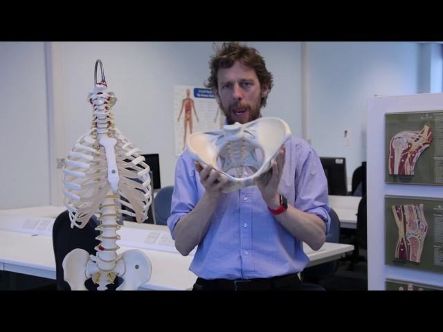 Hip bony bits, pelvis and ligaments