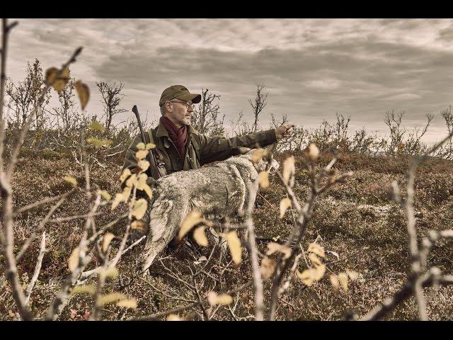 Weite Pirsch - Elchjagd in Nordschweden