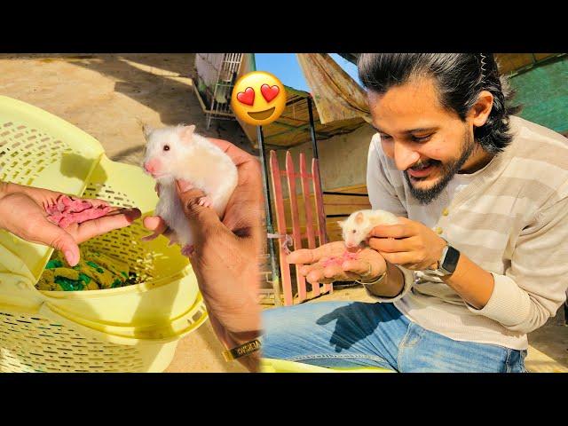 Hamsters Ne Such Me Bache De Diye Choty Choty Baby Hamsters Agye