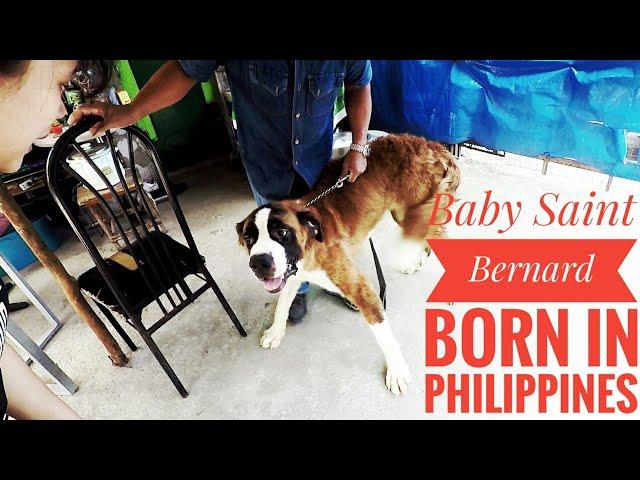 Saint Bernard Kiss Attack! | My First Vlog