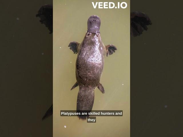 The Cute Platypus #animals #shorts #facts #animalshorts