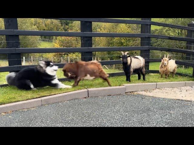 Malamute Puppy Reacts To Angry Pygmy Goats!