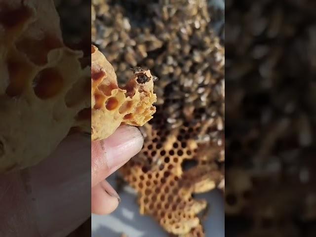 Это интересно - выход молодых маток #пчеловодство #bee #пчелы #пасека #матка
