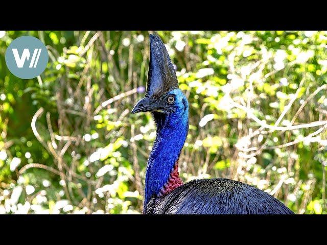 Highway durch Australien – Bis zur Nordspitze | Tiere vor der Kamera (2016) | Folge 54/54