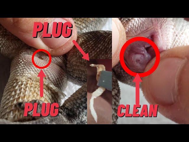 CLEANING FRILLED LIZARD PLUG | SPERM PLUG OR SHED?