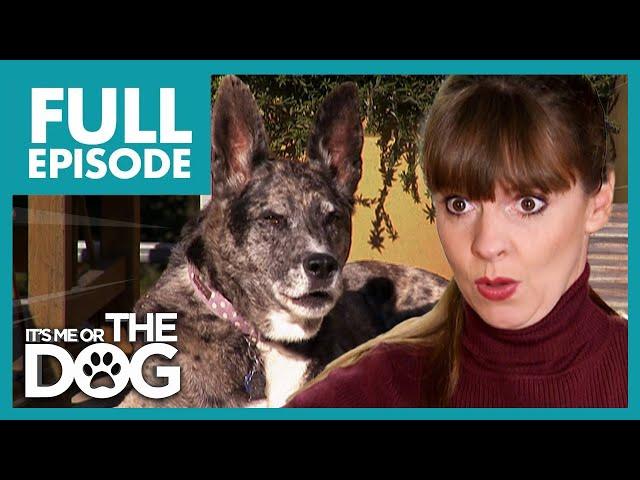Dog's Loud Barking Sends Owners To Court | Full Episode USA | It's Me or The Dog
