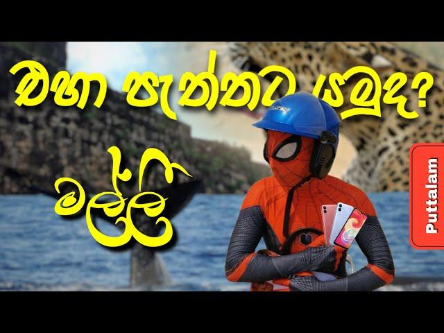 එහා පැත්තට යමුද? මල්ලී   [puttalam] | Ceylon Spider