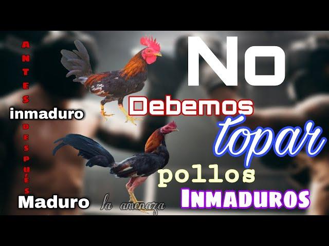  Aquí la razon de porque no debemos topar gallos inmaduros