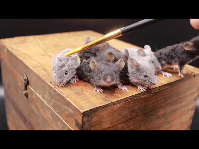 17 Day old Show Mice