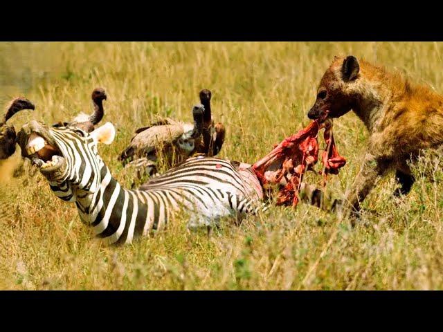 When a mother zebra and her calf are sacrificed.|heyna vs zebra