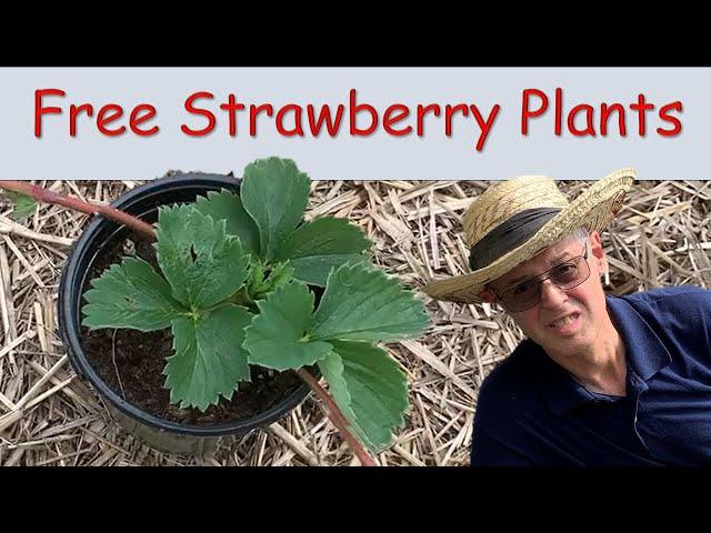 STRAWBERRY RUNNERS -- Plant Propagation the Easy Way!