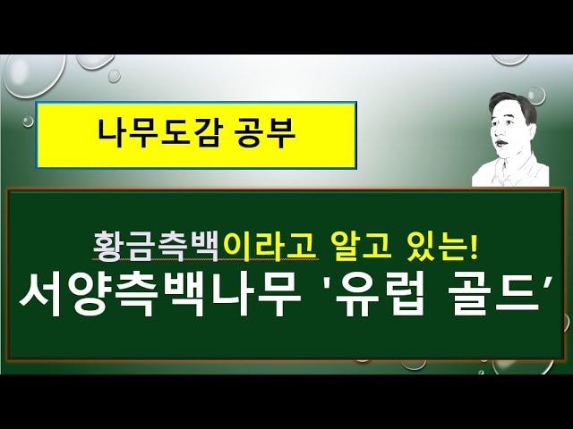 서양측백나무 '유럽 골드' vs 서양측백나무  : 무엇이 어떻게 다를까?