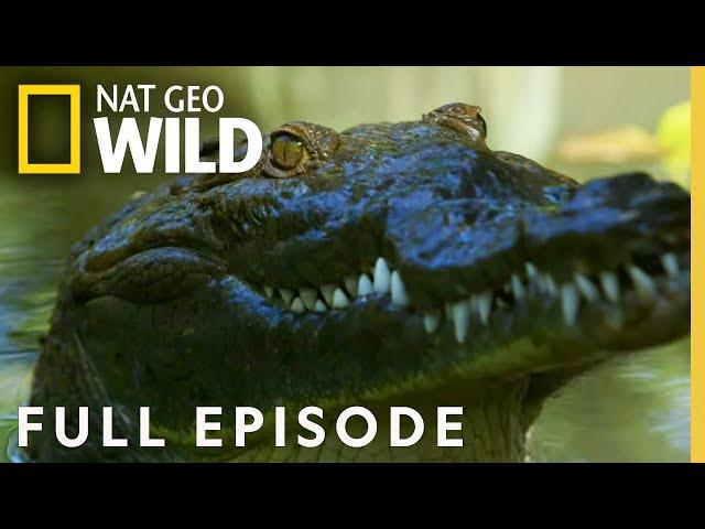 Croc Coast (Full Episode) | Florida Untamed