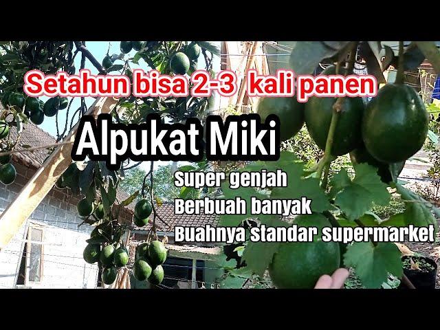 Alpukat Miki SUPER GENJAH, Mudah BERBUAH, Setahun Bisa 2-3 Kali Panen, Rasanya Enak Gurih Pulen