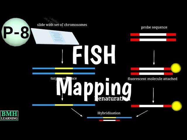 FISH Mapping | Fluorescence In Situ Hybridization |