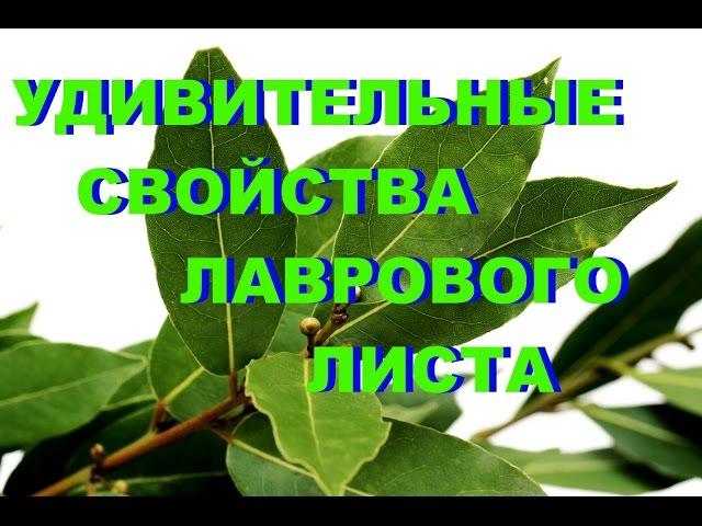 УДИВИТЕЛЬНЫЕ СВОЙСТВА ЛАВРОВОГО ЛИСТА