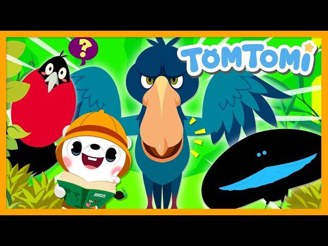 Unusual Birds🪶 | Unusual Series | Animal Song | Birds Song | Kids Song | TOMTOMI