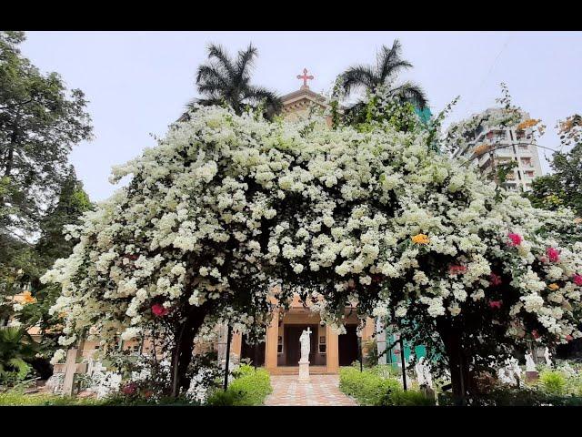 St. Peter's Church Bandra / Feast Mass St. Ignatius of Loyola Monday 31st July 2023 8:30 am