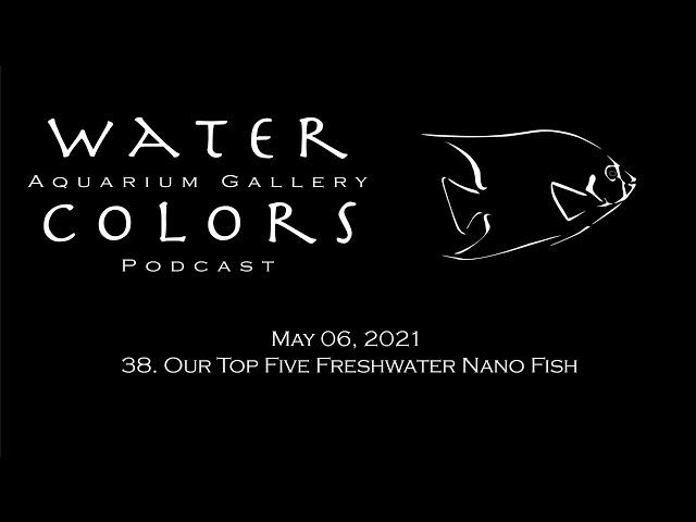 38. Our Top Five Freshwater Nano Fish