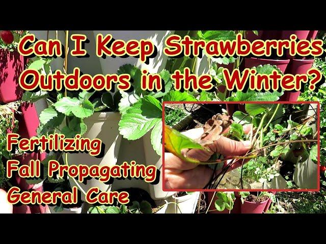 Fall, Winter, and Spring Strawberry Tips & Care: Overwintering, Fertilizing, Propagation & More!