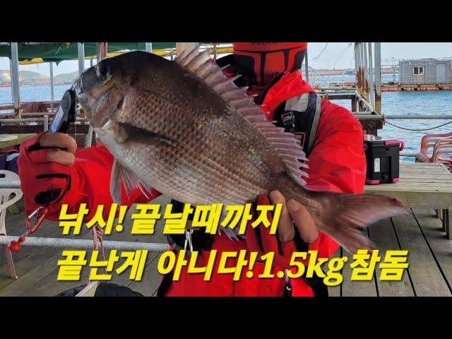 #삼길포항 #바다좌대낚시 #백년좌대 #fishing #낚시 #우럭낚시 #참돔낚시