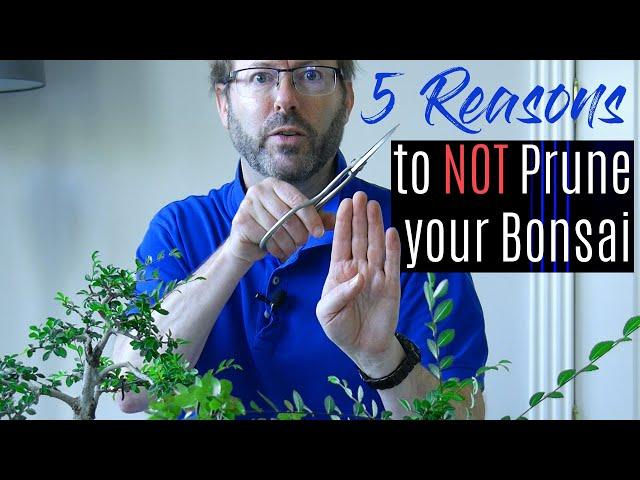 Bonsai care - How to prune your bonsai tree  |  Part 2