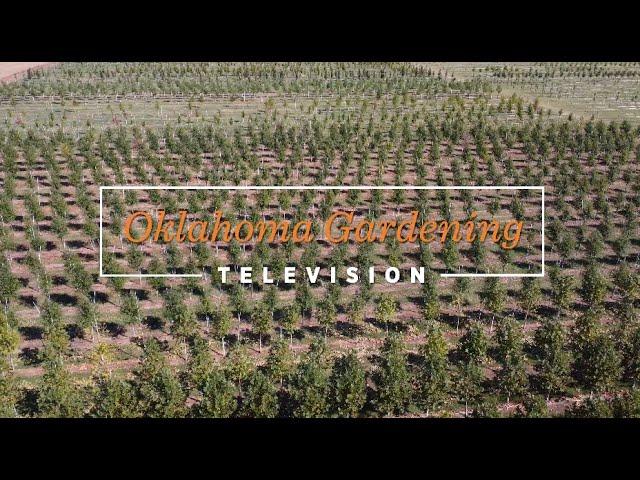 Trees on the Best of Oklahoma Gardening November 2, 2024