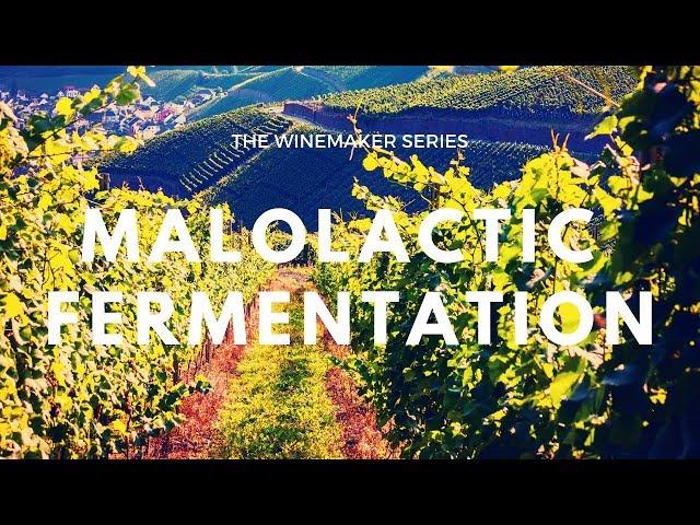 What is MALOLACTIC FERMENTATION - How does it affect your wine?