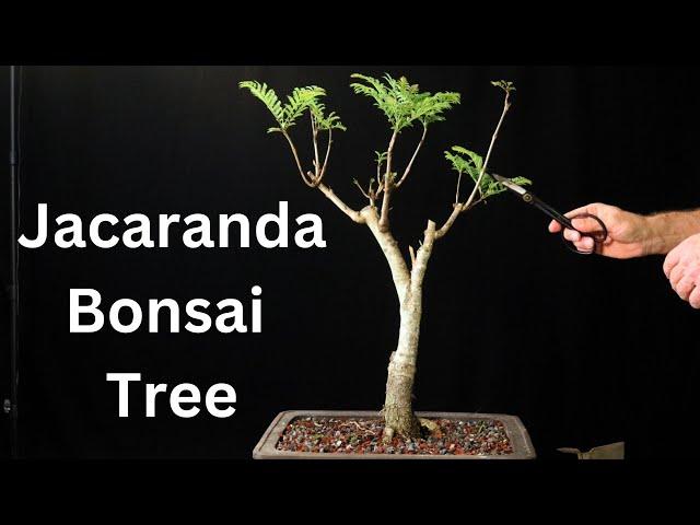 Jacaranda Bonsai Tree From Seed 2018-2023 repot. jacaranda mimosifolia