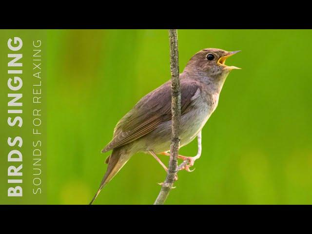 Birds Chirping - 24 Hour Bird Sounds Relaxation, Soothing Nature Sounds, Birds Chirping