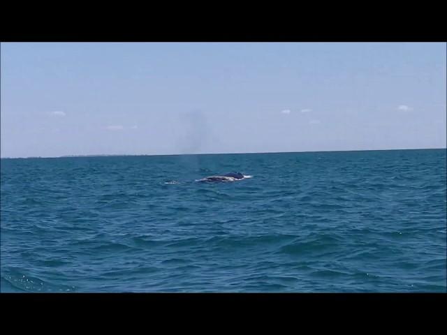 Sortie baleines et dauphins à Majunga - Madagascar.