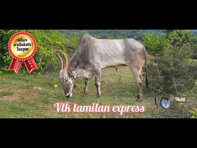 Vellakuttai tamilan express home video all bulls 