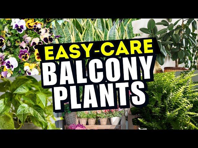  BRING LIFE to Your Balcony! 10 EASY-CARE Plants for STUNNING Views 