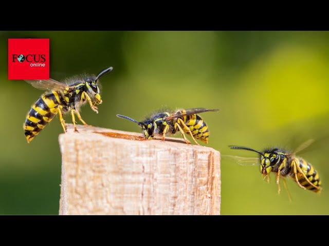 Wespen Lebenszeit: So alt werden die Insekten