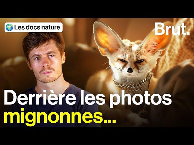 Pourquoi les fennecs "de compagnie" inquiètent