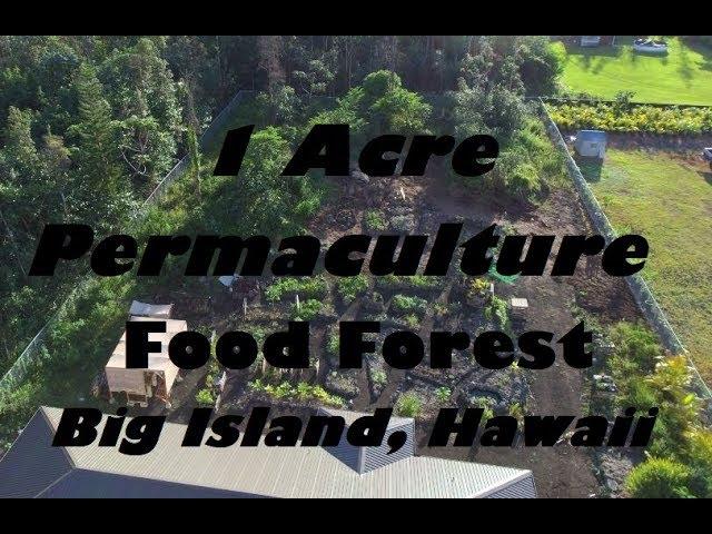 Tropical Permaculture Food Forest In Hawaii - After 8 Months