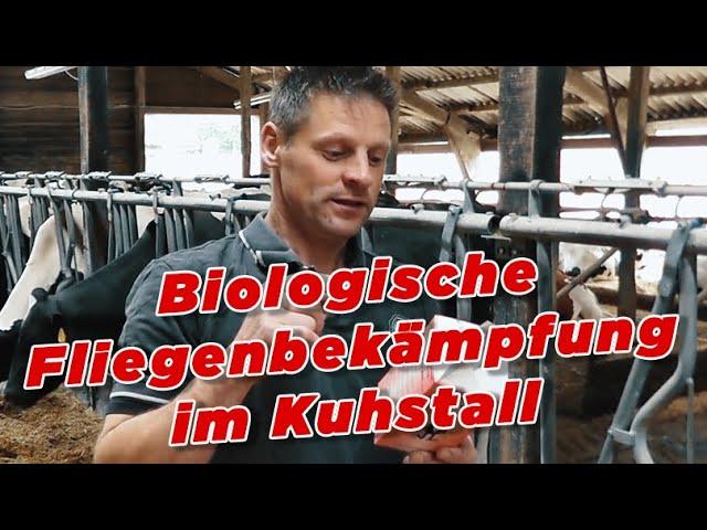 Biologische Fliegenbekämpfung im Kuhstall - My KuhTube Film 209