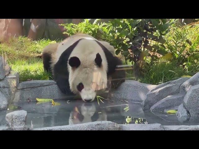 Panda Ridge grand opening | Giant pandas, Yun Chuan and Xin Bao, make public debut