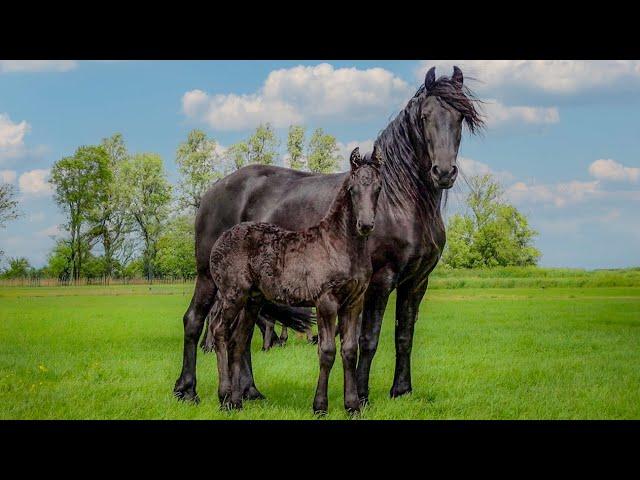 5 Minutes of Beautiful Horses to Brighten Your Day!