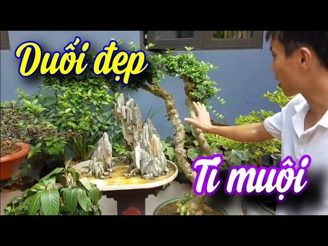 SH.9214. Gạ mua cây Duối TỈ MUỘI mà anh ấy không bán.