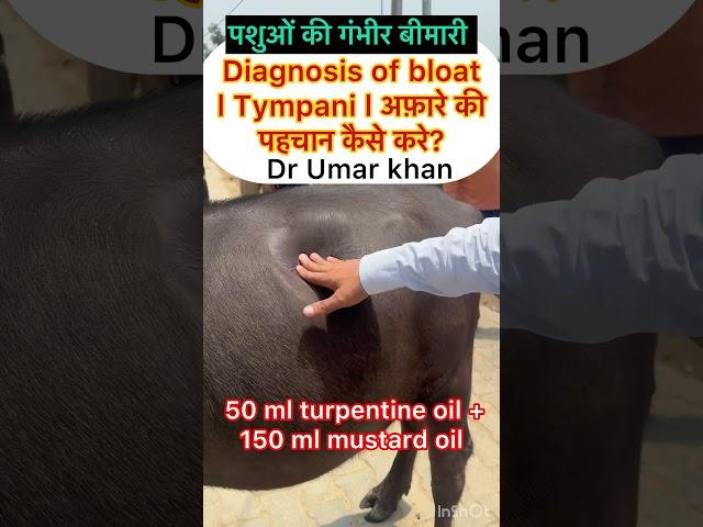 Treatment of bloat l Tympani l dr Umar Khan