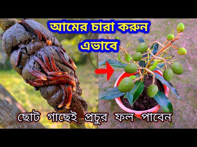 আম গাছের কলম করার পদ্ধতি - ১ বছরেই এই গাছে ফল পাবেন গ্যারান্টি | How to Air Layering Mango Plant