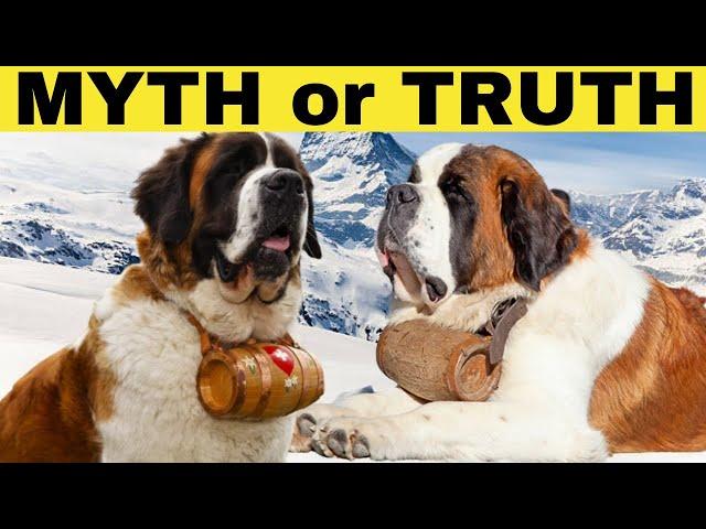  SAINT BERNARD - WHAT'S IN THE BARREL ? MYTH OR TRUTH ? 